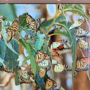 Meet your Posher, Isabella